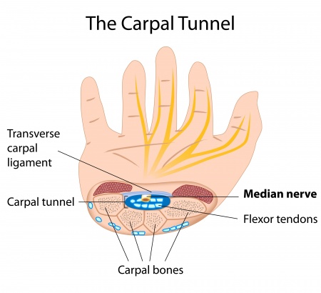 The Carpal Tunnel